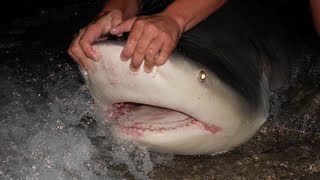 350 lb Bull Shark Land Based Shark Fishing [upl. by Lau89]