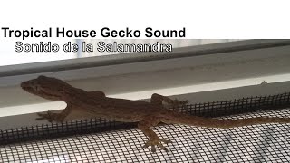 Common House Gecko 🦎 Sound 🔊 Lizards in backyard  Sonidos de la Salamandra común de Australia [upl. by Tasha730]