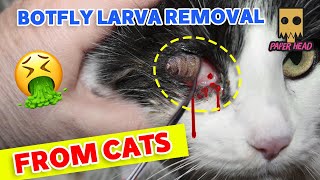 botflybotfly removal from animalsbotfly removal from kittenResue poor kittenbot flybotflies [upl. by Ralaigh]