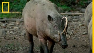 BABIRUSA El Extraño CERDOCIERVO  National Geographic en Español [upl. by Alage]