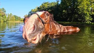 UNDER ATTACK While Swimming Our Clydesdale Horse [upl. by Nibur840]