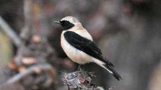 Olivier Messiaen  Catalogue doiseaux Le traquet stapazin Blackeared Wheatear [upl. by Steere]