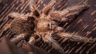 Aphonopelma seemanni Costa Rican Zebra Tarantula shorts [upl. by Seiuqram]