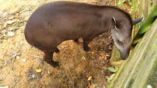 Paramaribo Zoo Suriname Animals Nature Park [upl. by Iduj652]