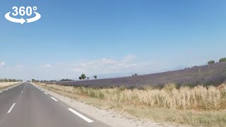 Driving around Lavender fields in Valensole Provence in Mini 360 video [upl. by Cassiani]