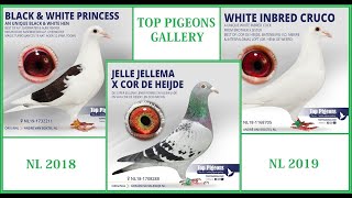 Top Pigeons gallery NL 1819 [upl. by Palmira]