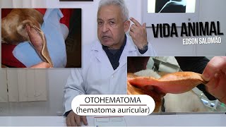 Vida Animal Você sabe o que é otohematoma [upl. by Hills]