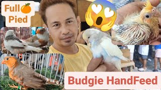 Vlog464 Hand Feed Budgie Pied Ni Boss Jethro 😊🦜😊 [upl. by Anirbaz458]