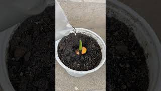 I propagated damaged anthurium plants with quick rooting vitamins [upl. by Launce]