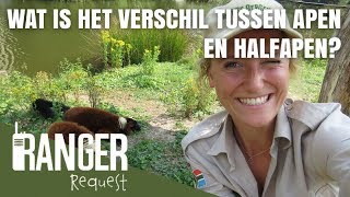 WAT IS HET VERSCHIL TUSSEN APEN EN HALFAPEN  Ranger Request [upl. by Aened]