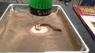 Earthworm Response Lab Light Test [upl. by Templeton]