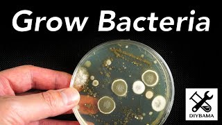 How to Grow Bacteria [upl. by Otilesoj782]