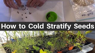 How to Cold Moist Stratify Seeds [upl. by Mariano]