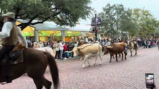 Fort Worth Stockyards Cattle Drive [upl. by Ahswat]