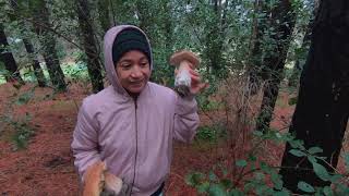 King Bolete Porcini mushroom wild mushroom Boletus Edulis penny bun 🍄 Steinpilz Cep [upl. by Sandler]