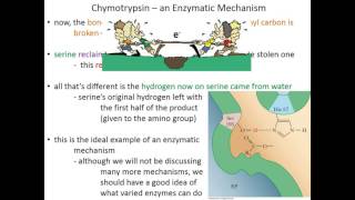 Lecture 7C Chymotrypsin Mechanism [upl. by Lleuqram]