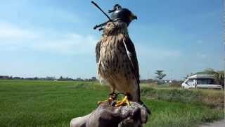 Kestrel free flight after moulting [upl. by Capello]