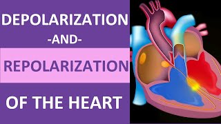 Depolarization and Repolarization of Heart Action Potential Atrial amp Ventricular Animation [upl. by Anabelle585]