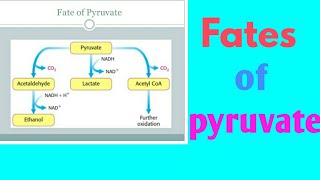 Fates of pyruvate in hindi [upl. by Milzie]