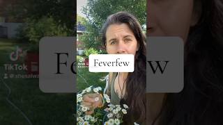 Feverfew💛 fyp herbalist gardenherbs gardenplants herbs medicinalgarden herbal herbalism fy [upl. by Aday]