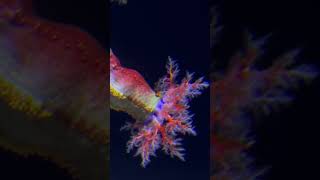 Mysterious underwater creature Is it a coral An octopus 🐙 is it Nudibranch Dendronephthya [upl. by Crispen]