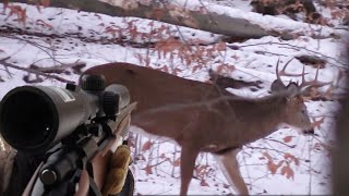 OPENING DAY of New York RIFLE SEASON Deer Everywhere [upl. by Helsie]