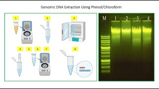 How To Perform DNA Extraction Using Phenol Chloroform Method 🧑🏻‍🔬🧬👇 [upl. by Adalie]