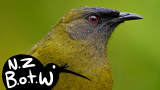 Bellbird  New Zealand Bird of the Week [upl. by Airal]