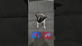 Cardinals vs Bills nfl nflfootball nflpredictions dog week1 arizonacardinals buffalobills [upl. by Ettellocin]