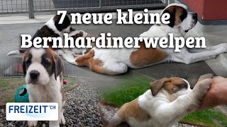 Entdecken Sie die sieben neuen kleinen Bernhardiner [upl. by Fraze]