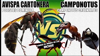 AVISPA CARTONERA VS HORMIGA CAMPONOTUS [upl. by Kania679]