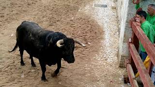 Feira de maio Azambuja primeira largada com colhida [upl. by Adnorrehs877]