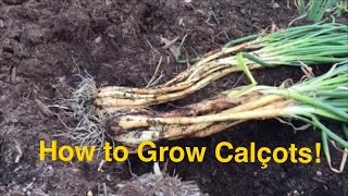 How to Grow and Harvest Calcots Bringing Catalonia to Texas [upl. by Alena154]