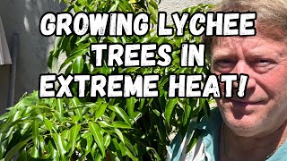 Planting a new Lychee tree  Growing Tips For Extreme Weather Locations [upl. by Anilocin]