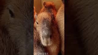 Capybara song [upl. by Reece17]