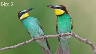 European Bee eater sound [upl. by Ahsaele956]