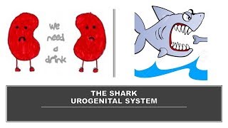 THE SHARK UROGENITAL SYSTEM [upl. by Rajiv]