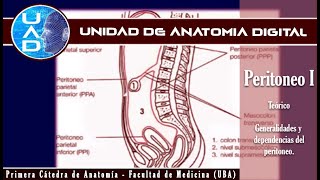 Peritoneo I generalidades y dependencias  UAD  Primera cátedra de Anatomía  FMed  UBA [upl. by Effy]