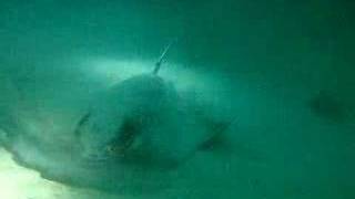 Big bat ray at La Jolla [upl. by Euginomod]