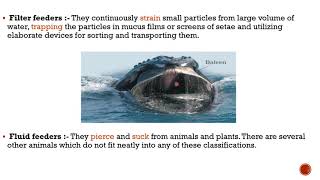 pattern of feeding and digestion in lower metazoans explained in detail notes of invertebrates [upl. by Rodmann]