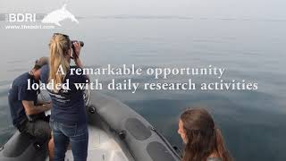 Pursuing a career in marine mammal science  BDRI internships [upl. by Brendon]