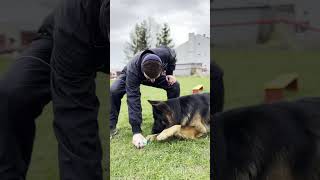 Jak nauczyc psa komendy „LEŻEĆ”❓🐕 behawiorysta tatar nauka treningpsa owczarek [upl. by Anyale]