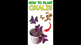 HOW TO 🌿GROW 🌿OXALIS TRIANGULARIES🌸 [upl. by Trygve]