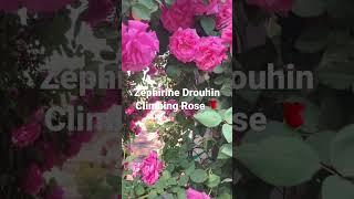 🩷 Zephirine Drouhin Climbing Rose🩷 Thornless Fragrant cottagegarden cottagecore rose [upl. by Zahara661]