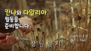 칸나 월동 준비하기with 다알리아 l 종자채종 l Garden Diary EP12 [upl. by Ziana134]