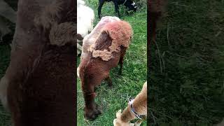 sheeps lookviral youtubeshort viralvideo best [upl. by Kristi]