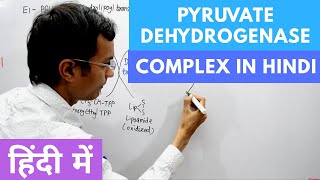 Pyruvate Dehydrogenase Complex in Hindi [upl. by Oznola832]