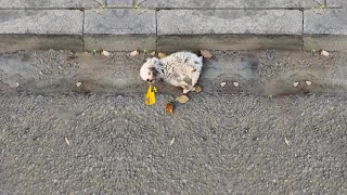 An abandoned puppy heartbroken and crying out in pain after being kicked by sanitation workers [upl. by Carlton]