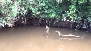 Green Basilisk Lizard walks on water [upl. by Amaris]