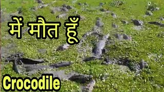 River of crocodiles Vishwamitri  मगरमच्छों की खान वाली नदी । mile of crocodiles [upl. by Shulamith]